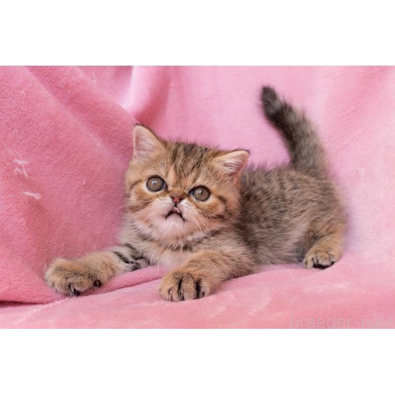 成約済の神奈川県のエキゾチックショートヘア-136092の15枚目