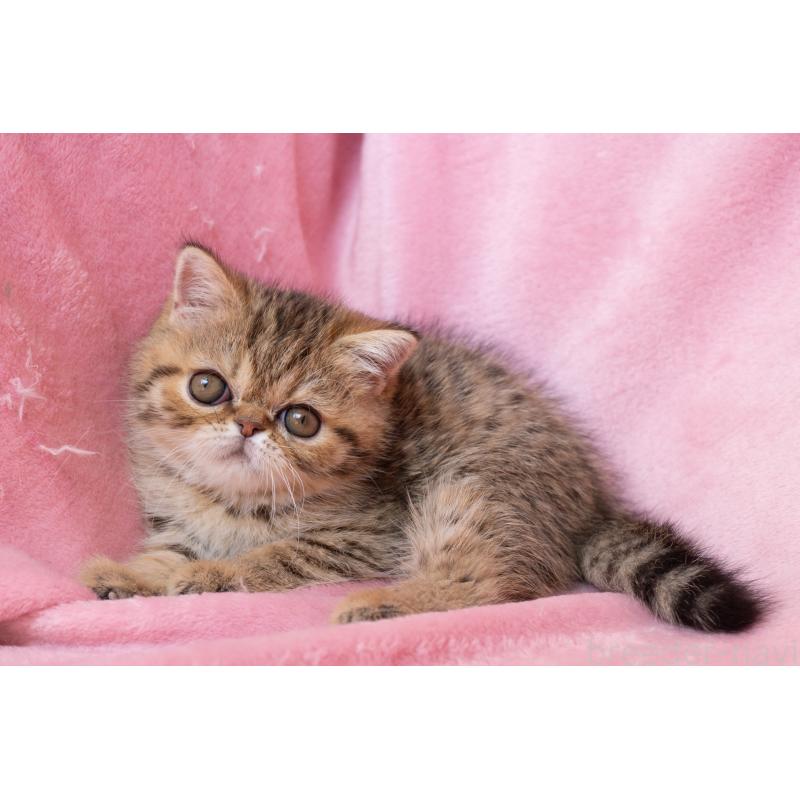 成約済の神奈川県のエキゾチックショートヘア-136092の14枚目