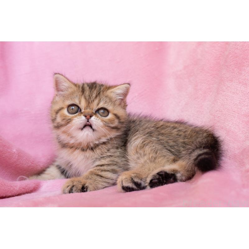 成約済の神奈川県のエキゾチックショートヘア-136092の13枚目