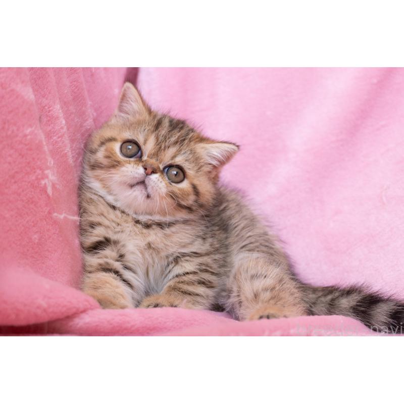 成約済の神奈川県のエキゾチックショートヘア-136092の12枚目