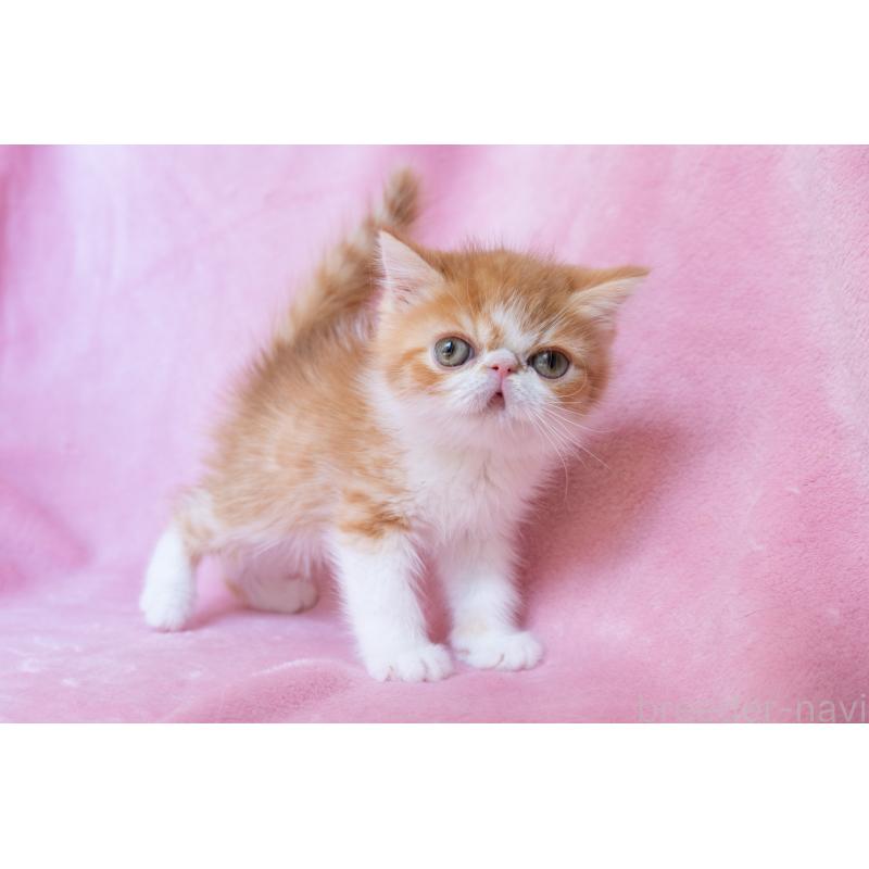 販売中の神奈川県のエキゾチックショートヘア-136580の25枚目