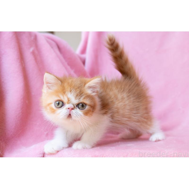 販売中の神奈川県のエキゾチックショートヘア-136580の24枚目