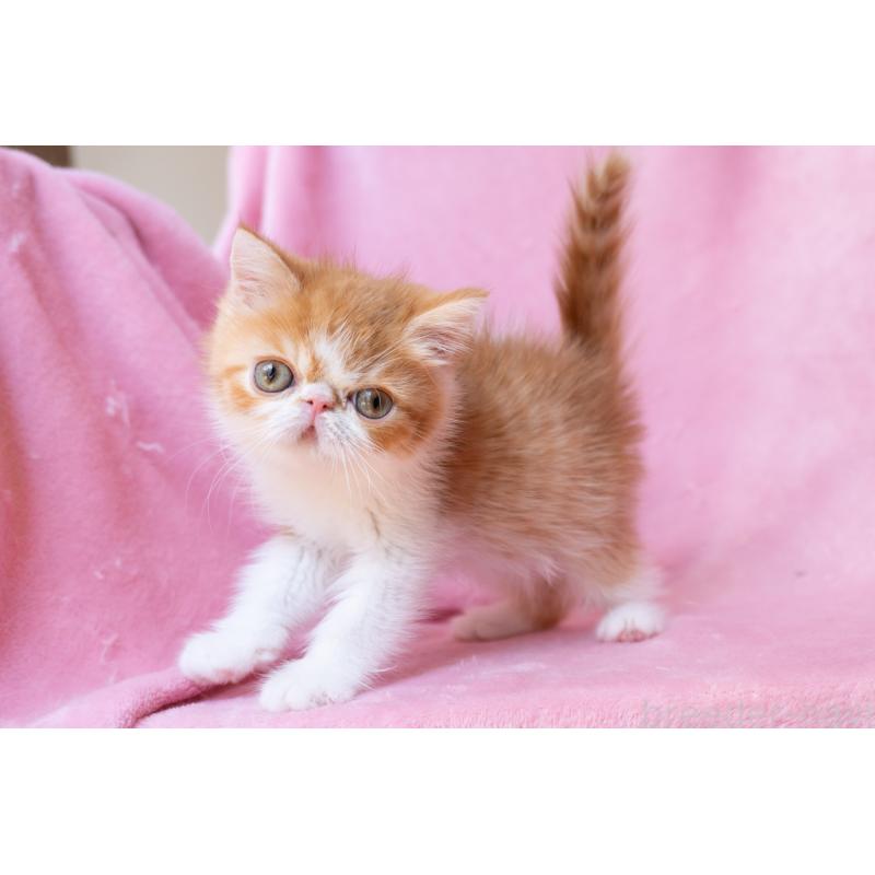 販売中の神奈川県のエキゾチックショートヘア-136580の23枚目