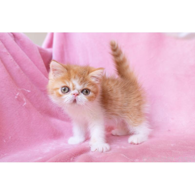 販売中の神奈川県のエキゾチックショートヘア-136580の22枚目