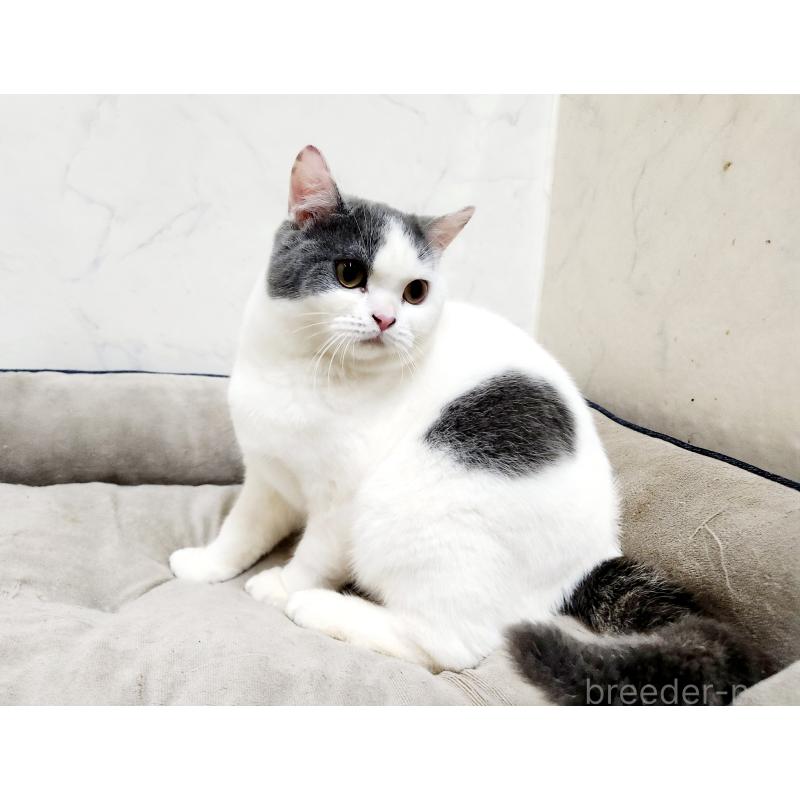 販売中の北海道のスコティッシュフォールド-131665の3枚目