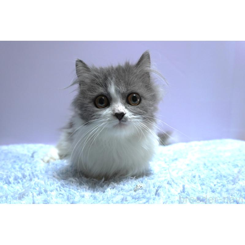 販売中の群馬県のミヌエット(短足)-129752