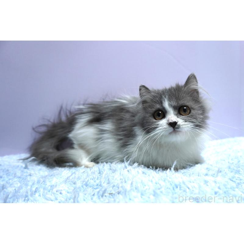 成約済の群馬県のミヌエット(短足)-129752の5枚目