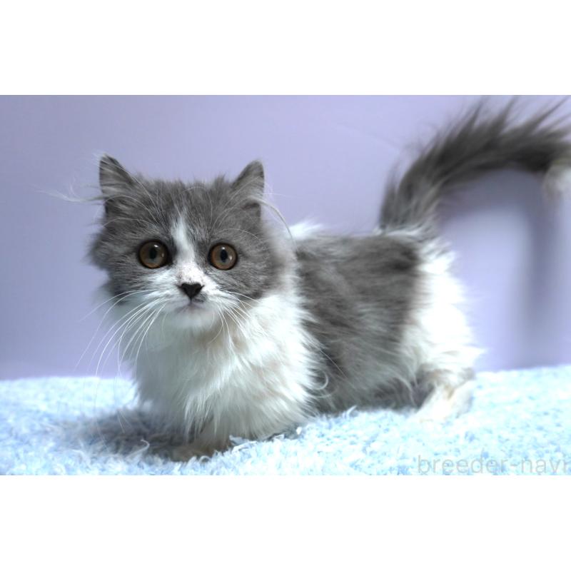 成約済の群馬県のミヌエット(短足)-129752の3枚目