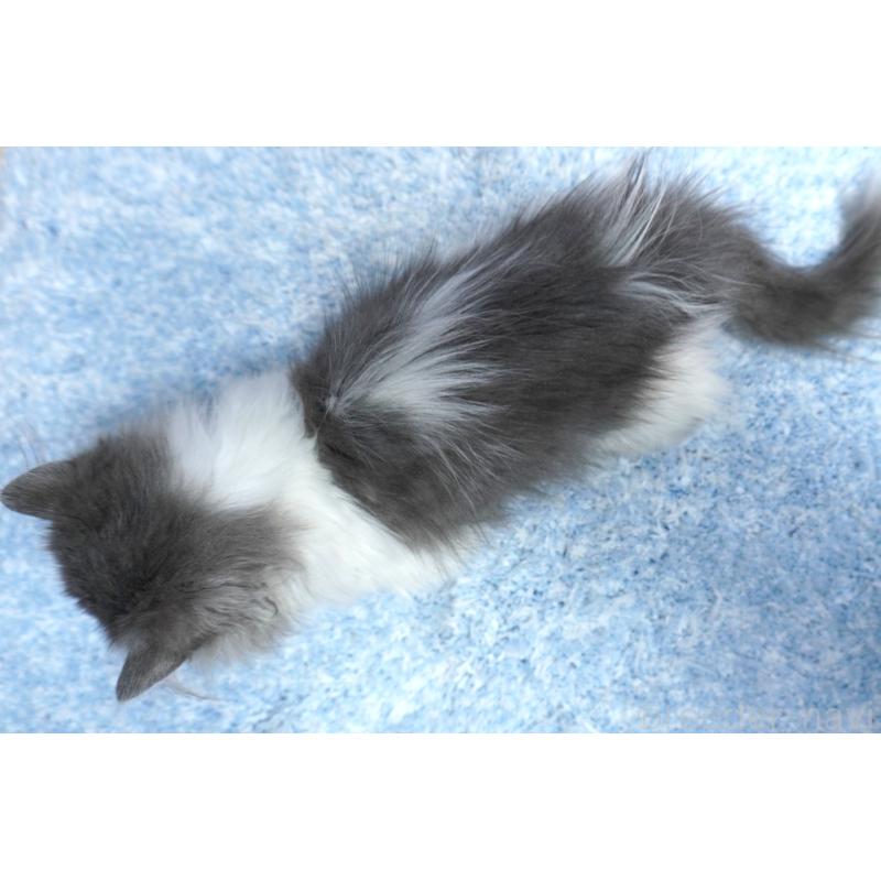 成約済の群馬県のミヌエット(短足)-129752の2枚目