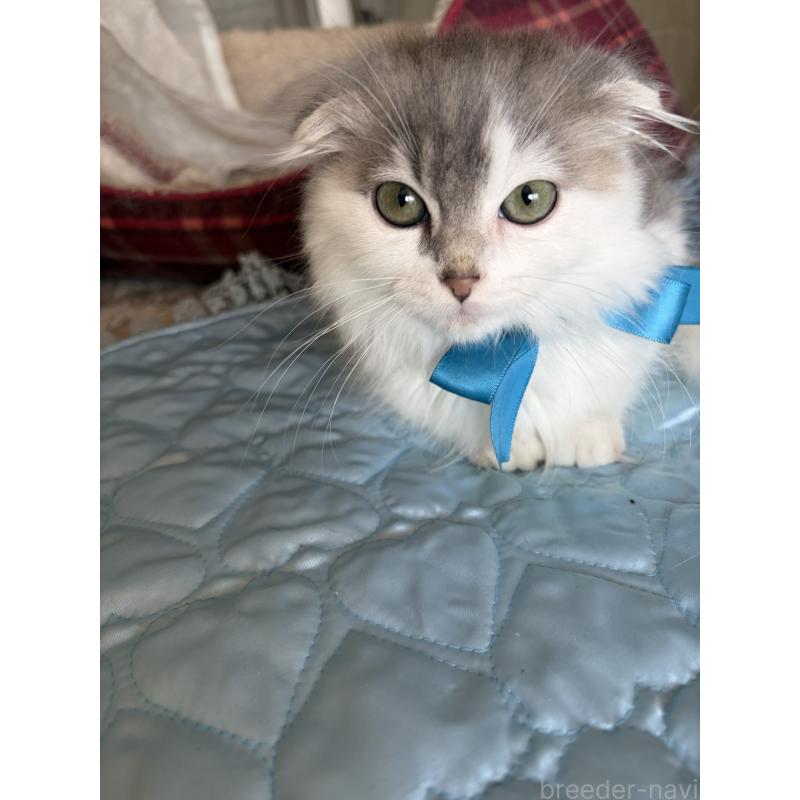 販売中の神奈川県のスコティッシュフォールド(折れ耳)-134202の7枚目