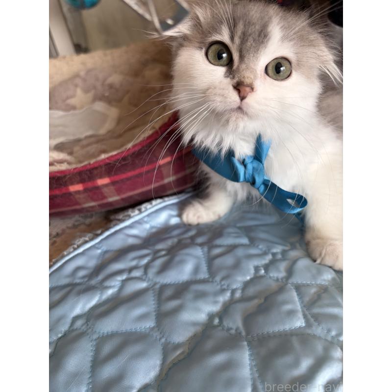 販売中の神奈川県のスコティッシュフォールド(折れ耳)-134202の6枚目