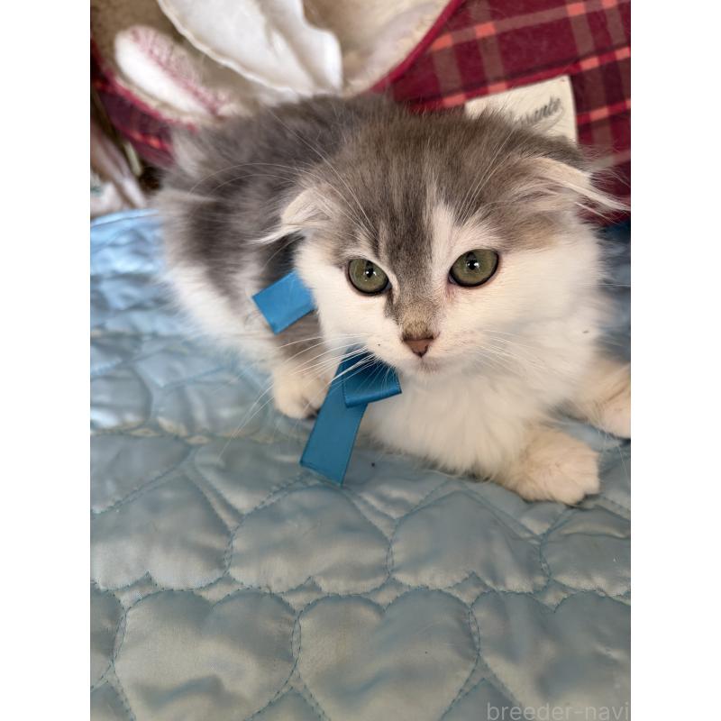 販売中の神奈川県のスコティッシュフォールド(折れ耳)-134202の5枚目