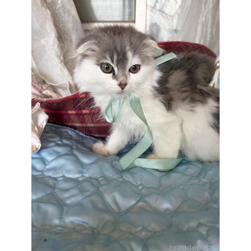 販売中の神奈川県のスコティッシュフォールド(折れ耳)-134202の4枚目
