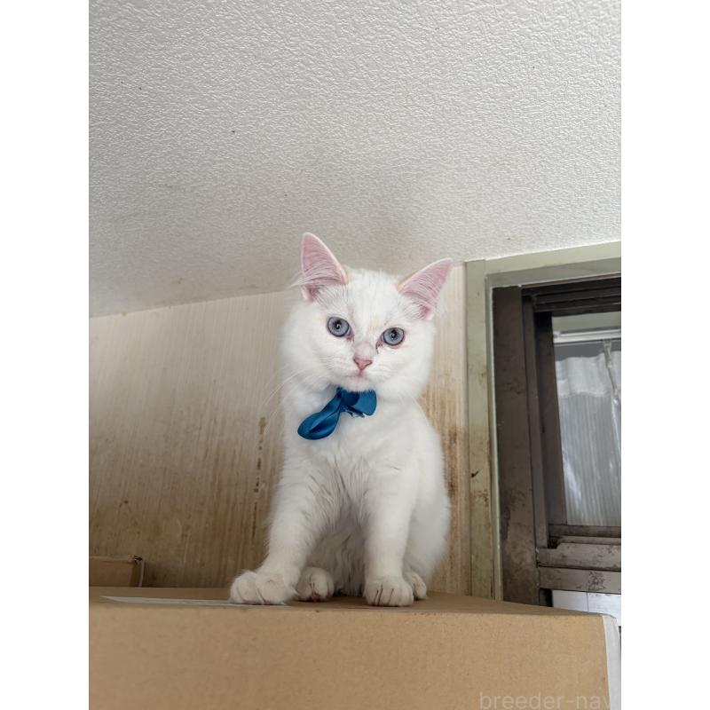 販売中の神奈川県のマンチカン-129912の5枚目