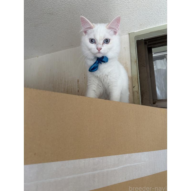 販売中の神奈川県のマンチカン-129912の4枚目