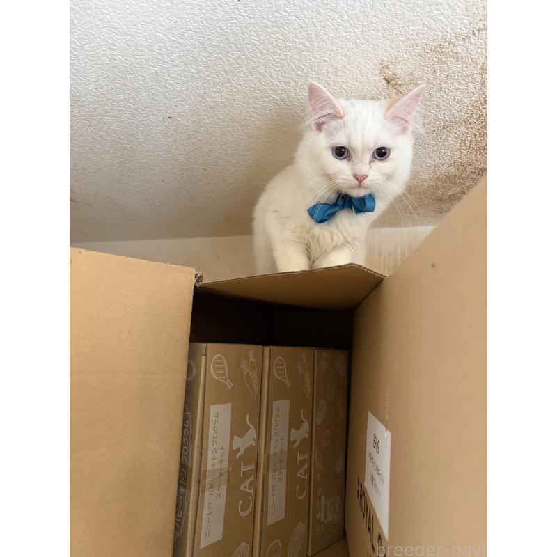 販売中の神奈川県のマンチカン-129912の3枚目