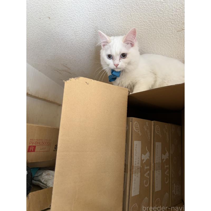 販売中の神奈川県のマンチカン-129912の2枚目