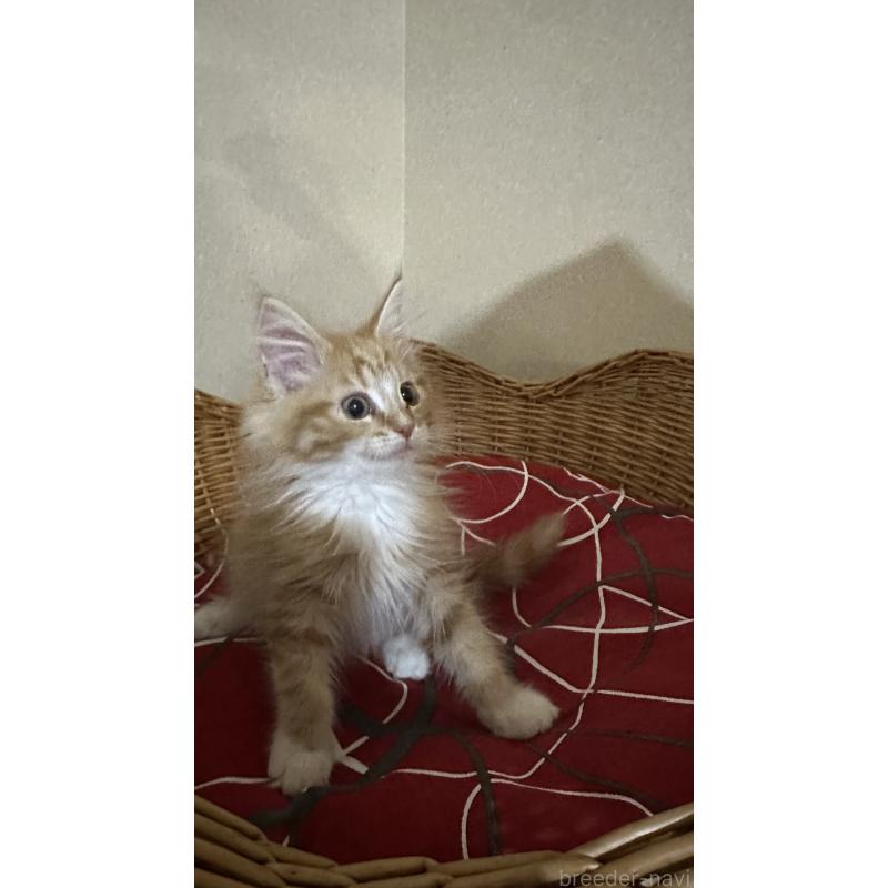 成約済の岐阜県のメインクーン-135672の4枚目