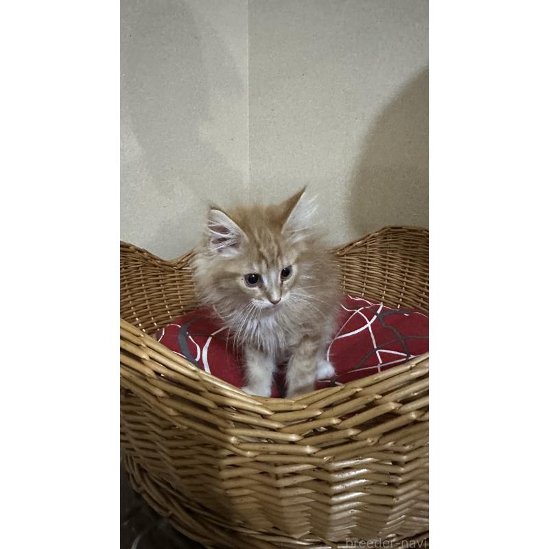 成約済の岐阜県のメインクーン-135672の3枚目