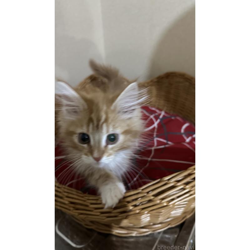 成約済の岐阜県のメインクーン-135672の2枚目