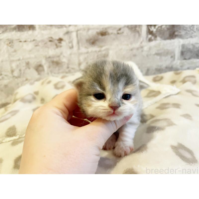 販売中の島根県のスコティッシュフォールド-137440の5枚目