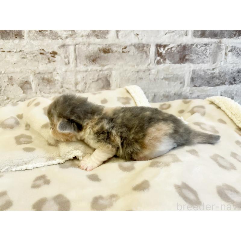 販売中の島根県のスコティッシュフォールド-137440の3枚目