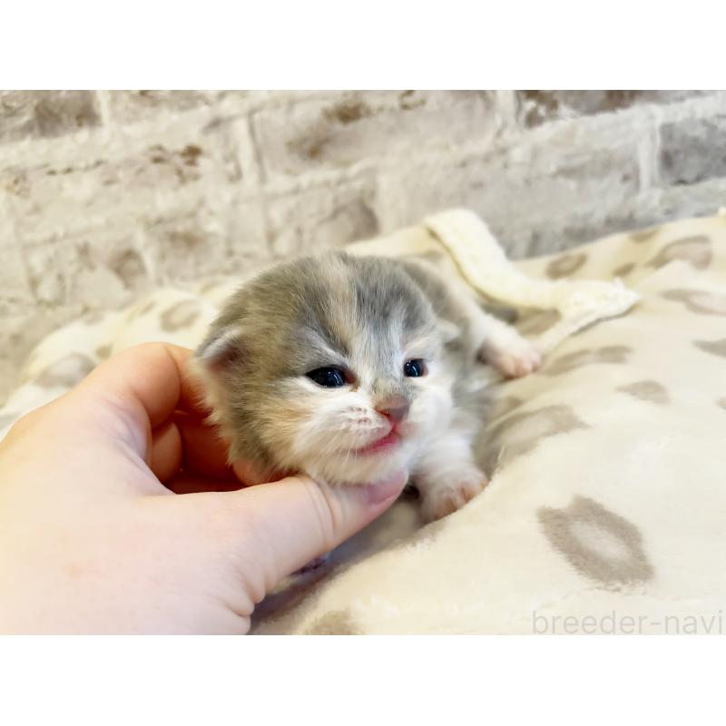 販売中の島根県のスコティッシュフォールド-137440の2枚目