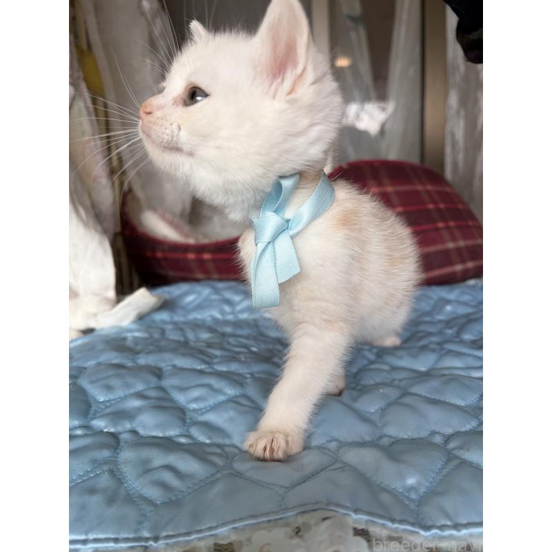 販売中の神奈川県のマンチカン-137443の5枚目