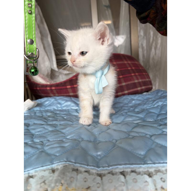 販売中の神奈川県のマンチカン-137443の4枚目