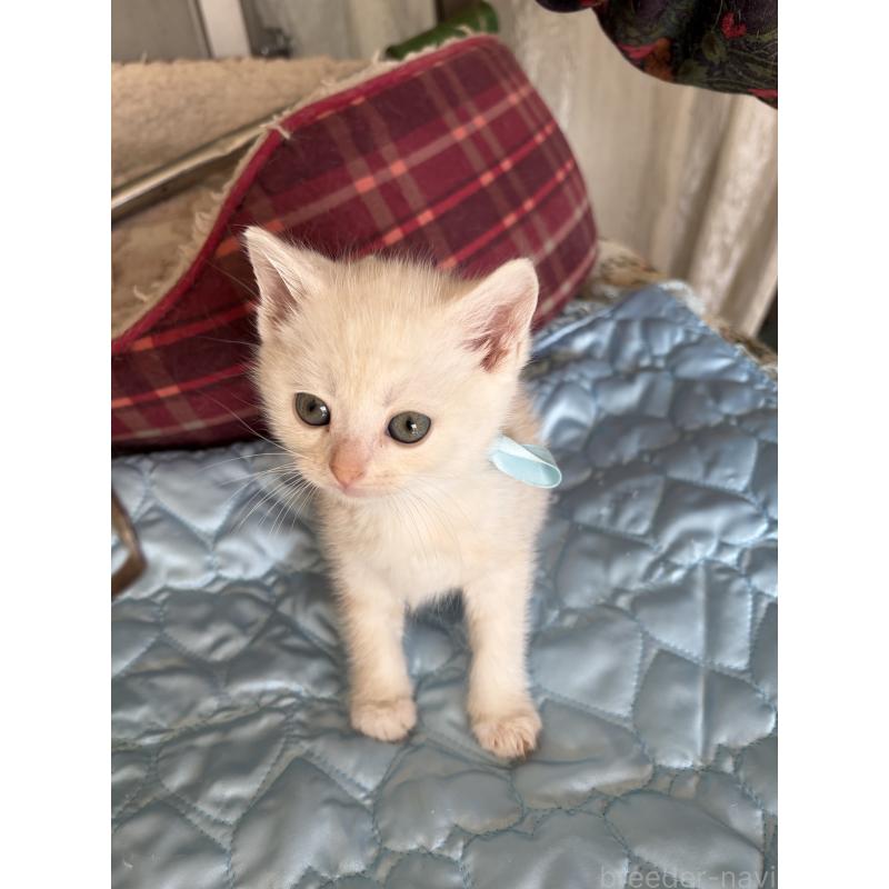 販売中の神奈川県のマンチカン-137443の3枚目