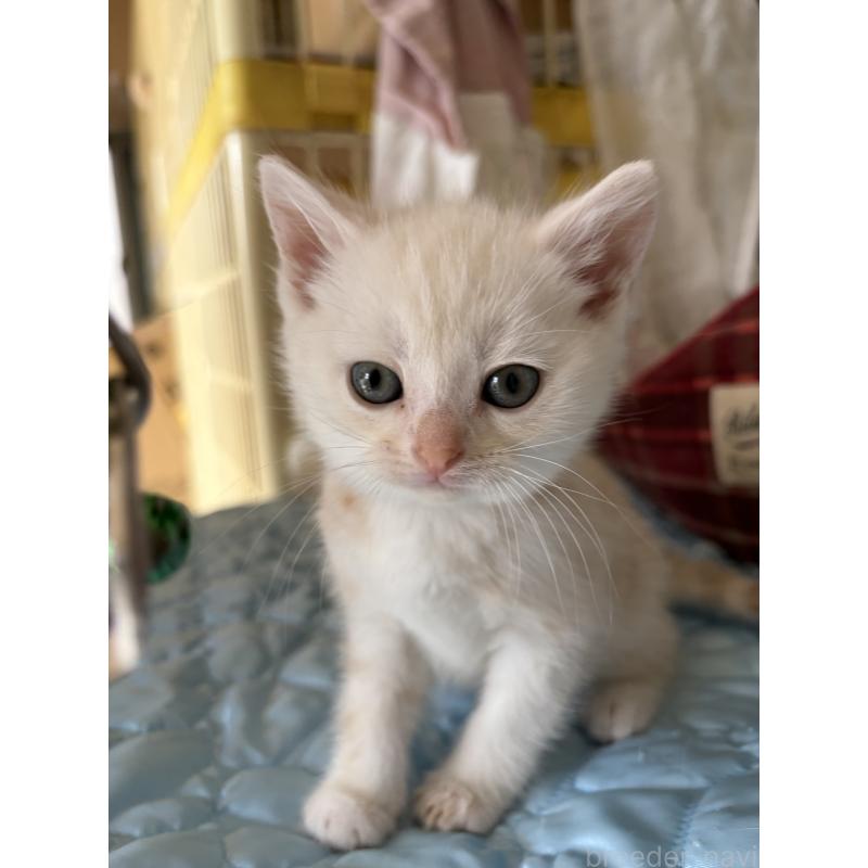 販売中の神奈川県のマンチカン-137443の2枚目