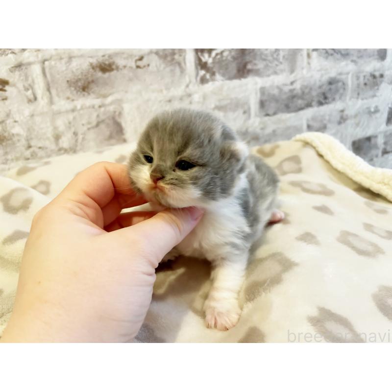 販売中の島根県のスコティッシュフォールド(折れ耳)-137441の5枚目