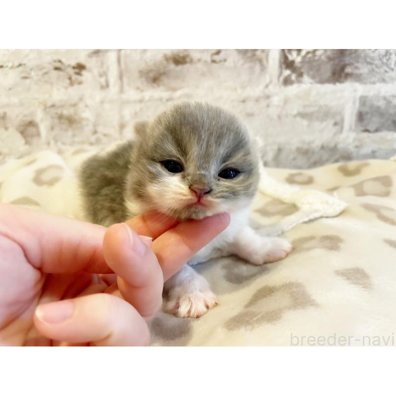 販売中の島根県のスコティッシュフォールド(折れ耳)-137441の3枚目