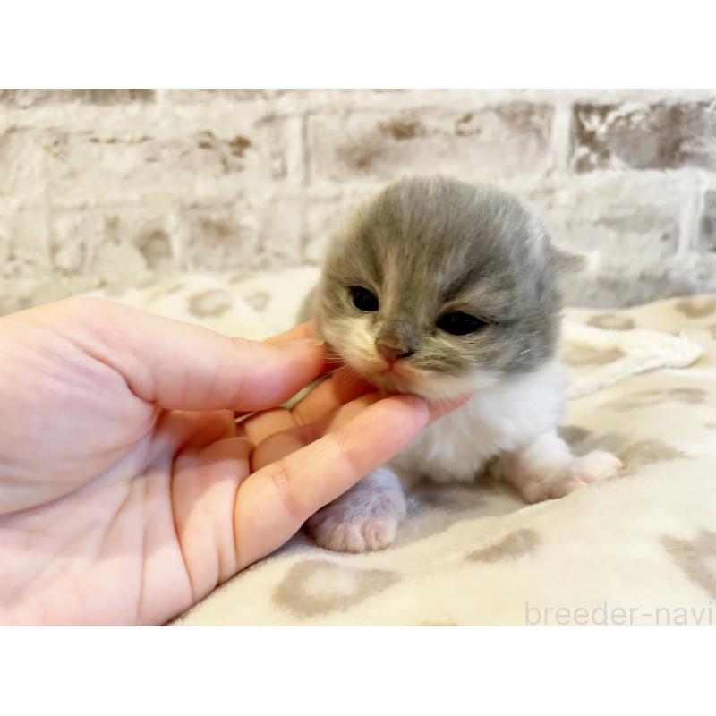 販売中の島根県のスコティッシュフォールド(折れ耳)-137441の2枚目