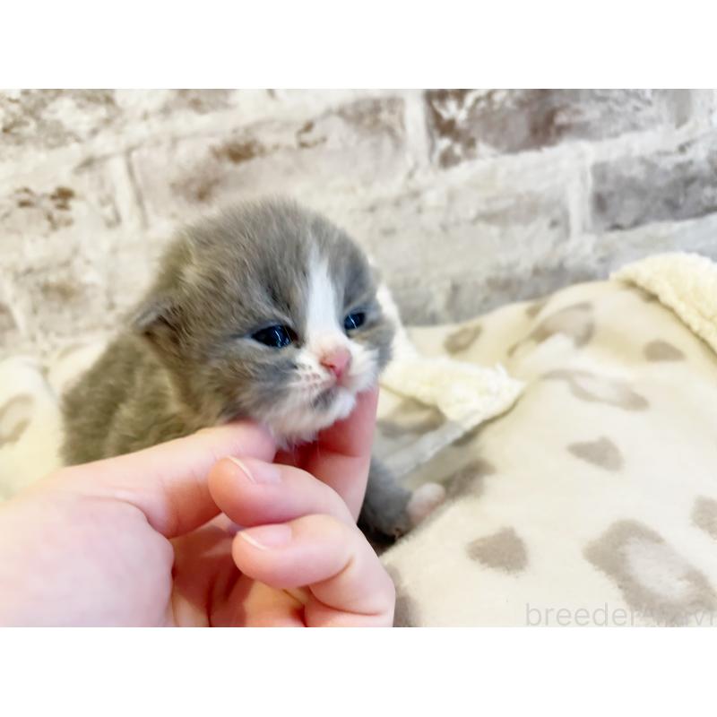 販売中の島根県のスコティッシュフォールド-137442の4枚目