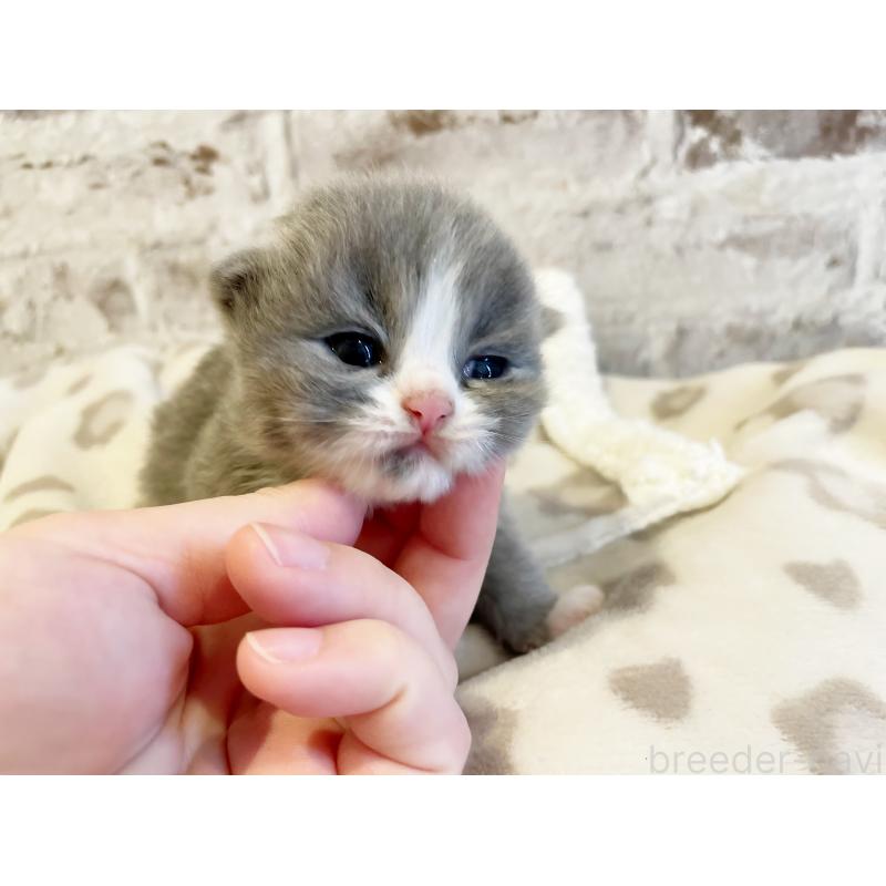 販売中の島根県のスコティッシュフォールド-137442の3枚目