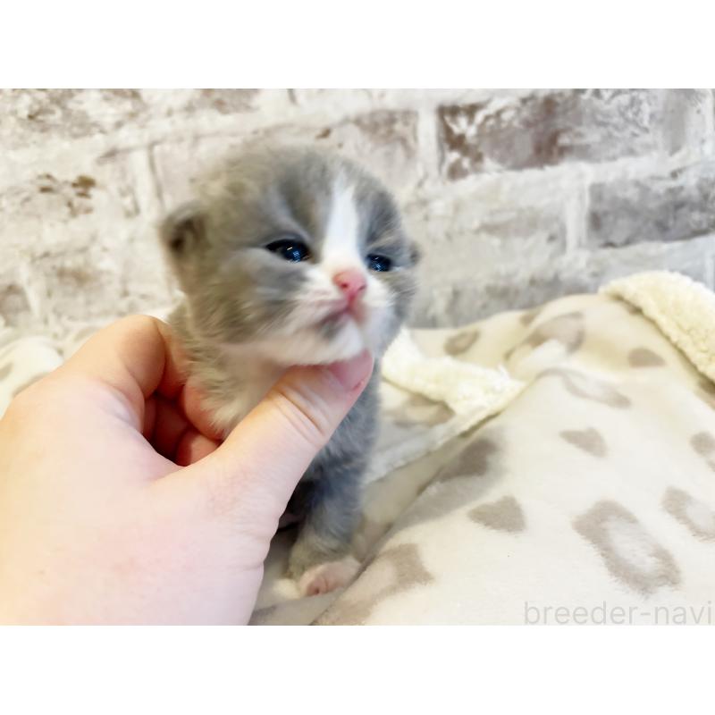 販売中の島根県のスコティッシュフォールド-137442の2枚目