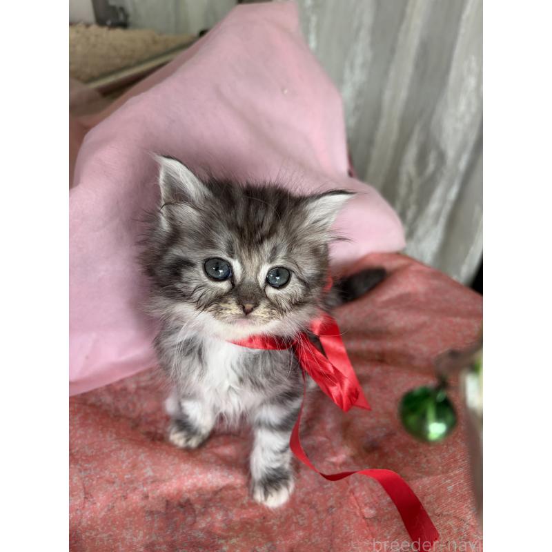 販売中の神奈川県のマンチカン-137444の4枚目