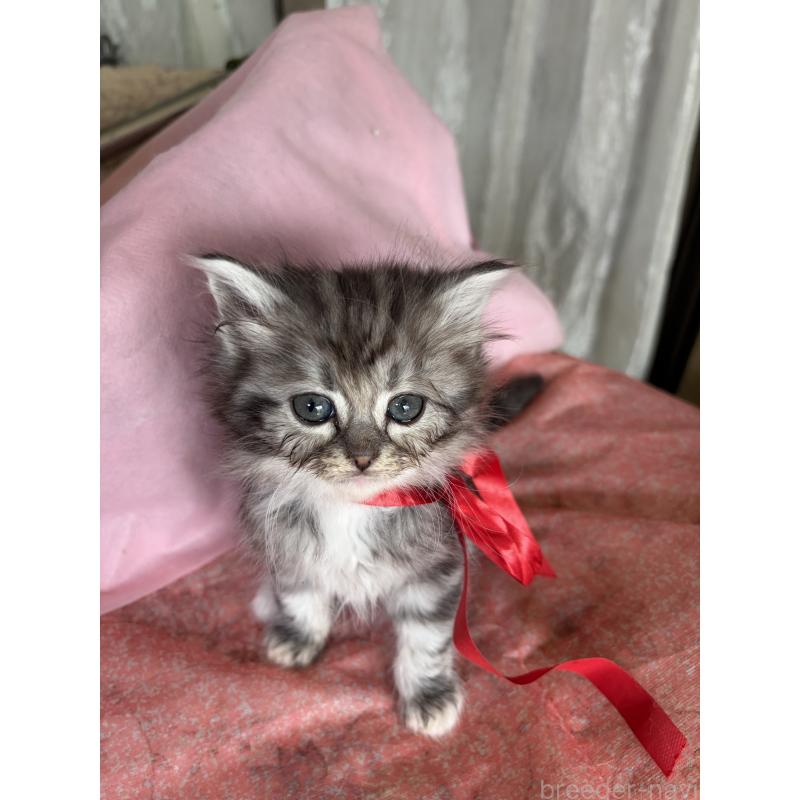 販売中の神奈川県のマンチカン-137444の3枚目