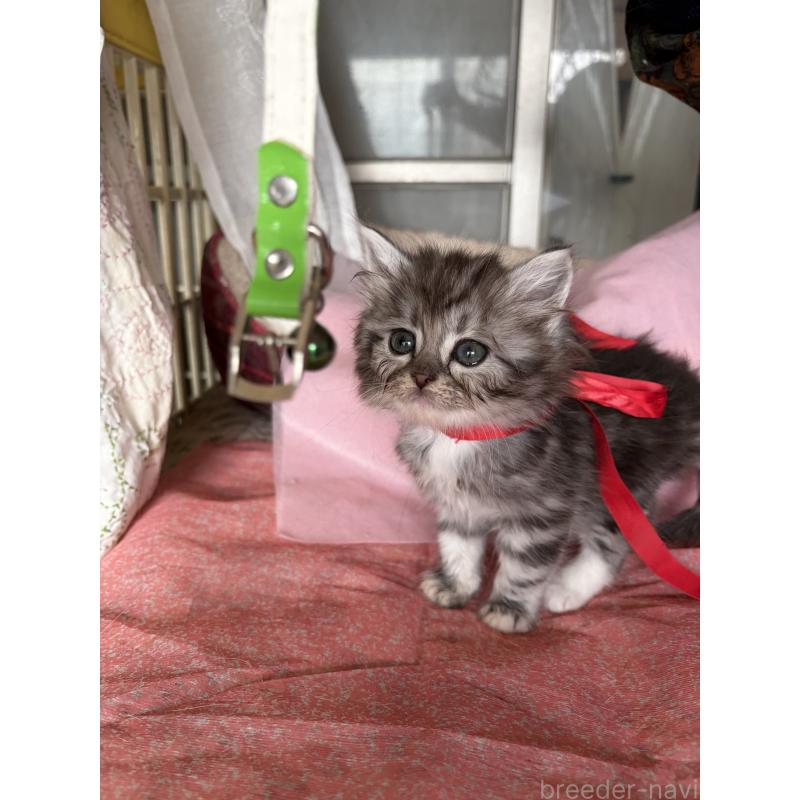 販売中の神奈川県のマンチカン-137444の2枚目