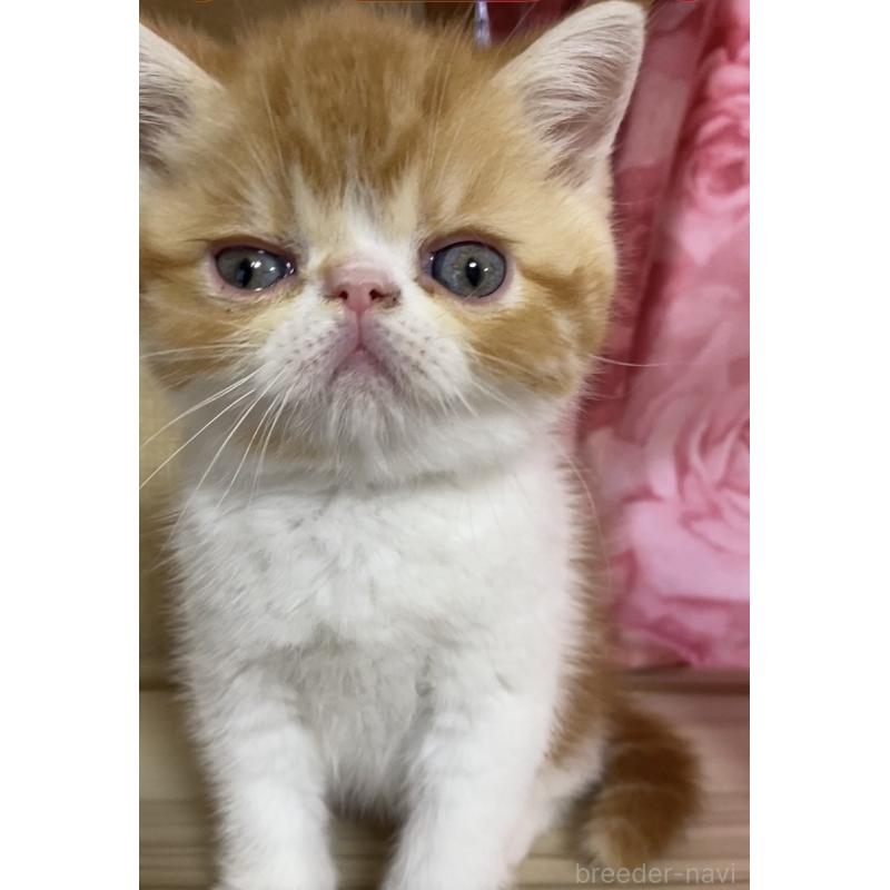 販売中の福岡県のアメリカンショートヘア-137445の3枚目