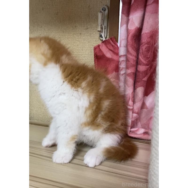 販売中の福岡県のアメリカンショートヘア-137445の2枚目