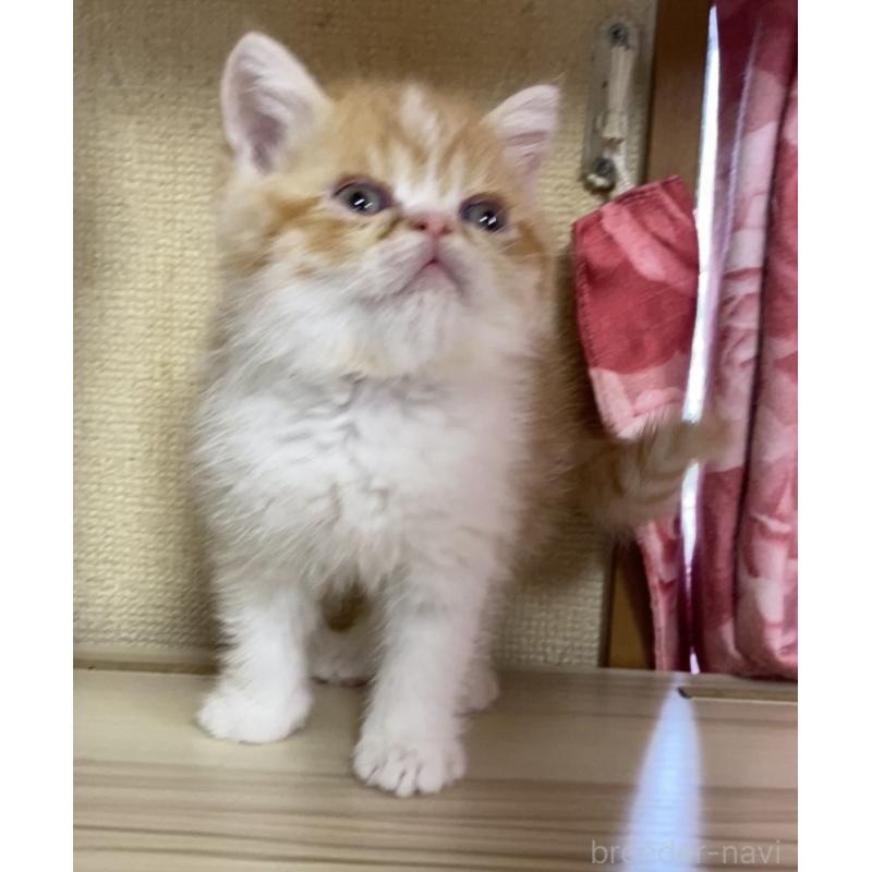 販売中の福岡県のアメリカンショートヘア-137446の4枚目