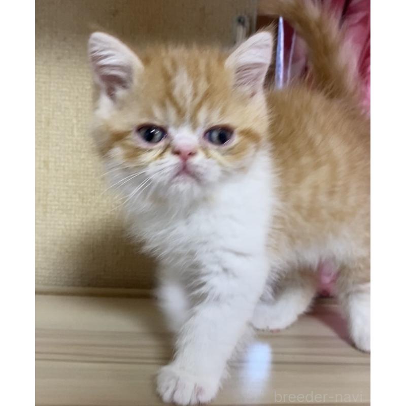 販売中の福岡県のアメリカンショートヘア-137446の3枚目