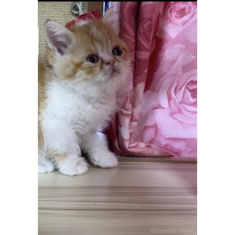 販売中の福岡県のアメリカンショートヘア-137446の2枚目