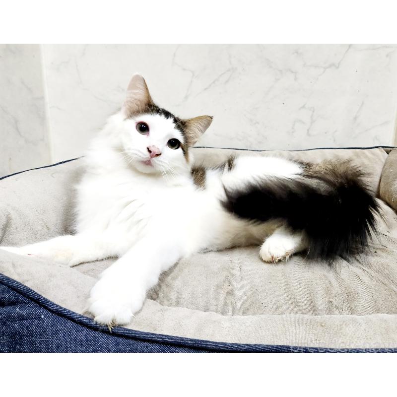 販売中の北海道のノルウェージャンフォレストキャット-136459の2枚目