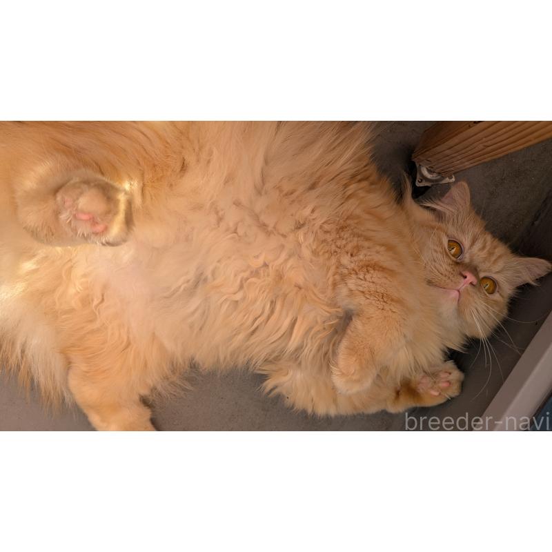 販売中の大阪府のミヌエット-120053