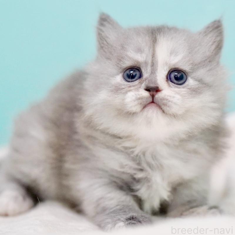 販売中ののサイベリアン-136548