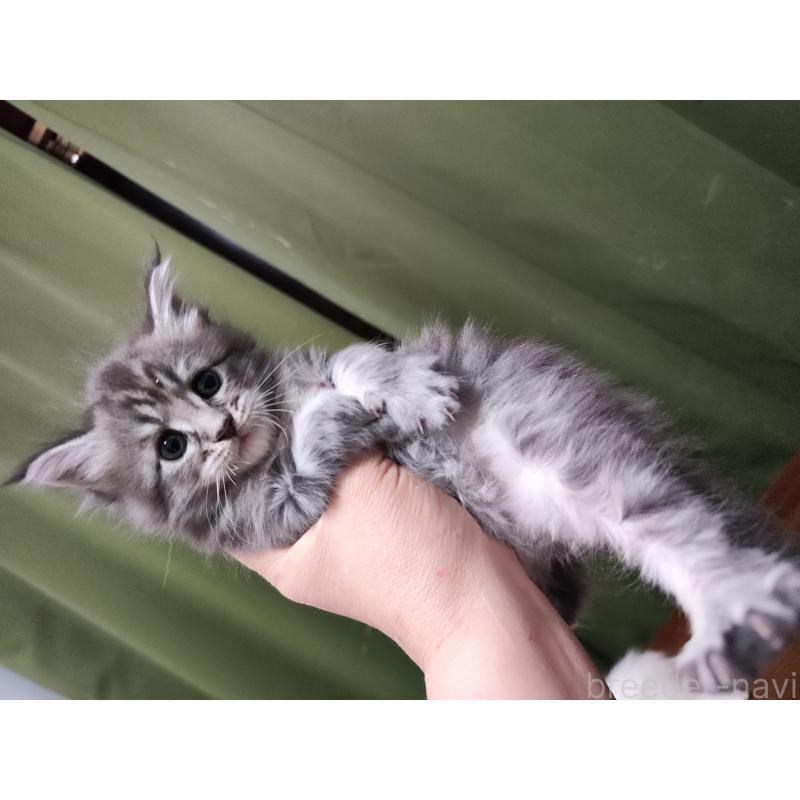 成約済の千葉県のメインクーン-136587の3枚目