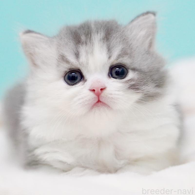 販売中の東京都のサイベリアン-136549